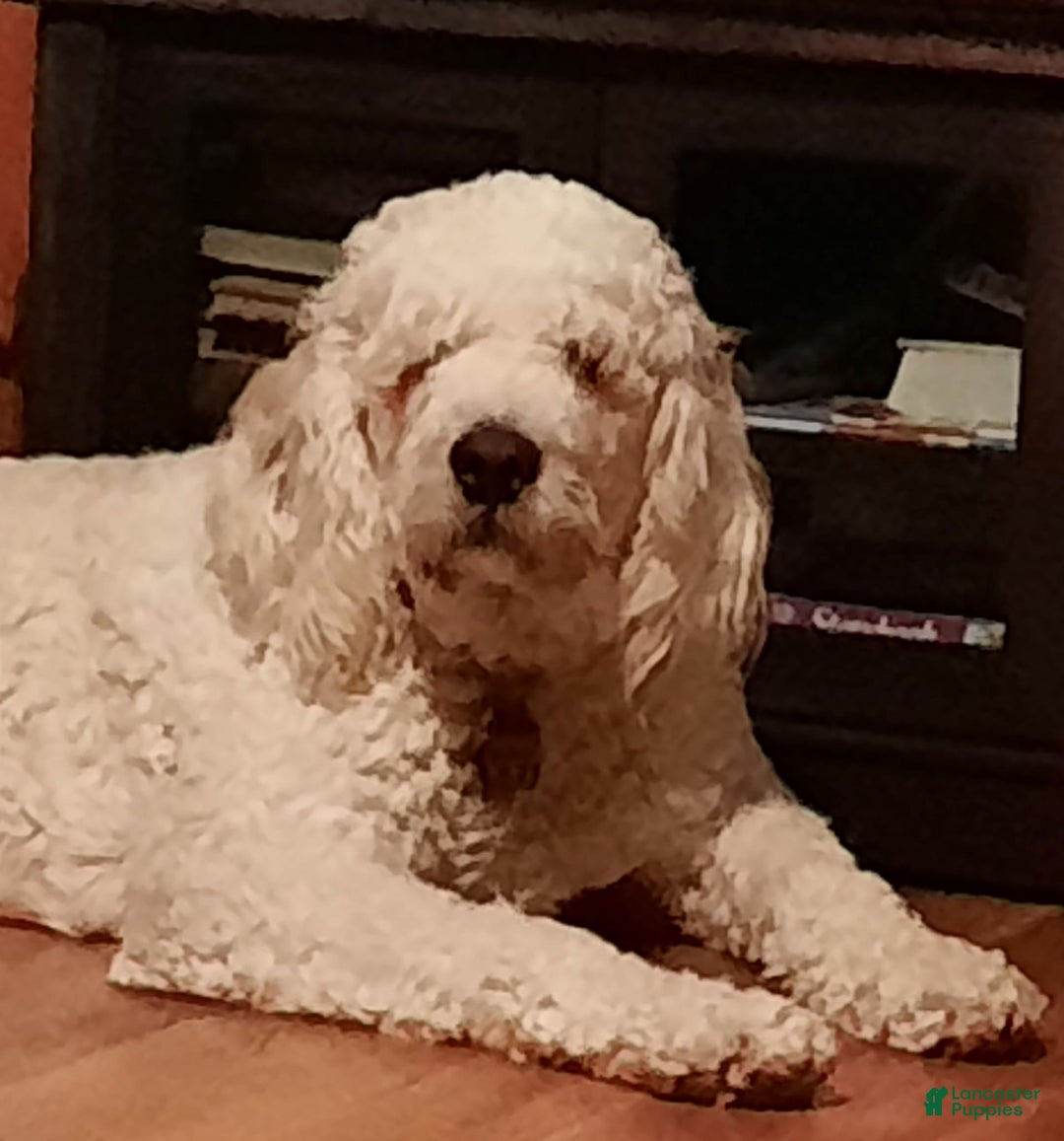 Saint Berdoodles dogs for sale: Hermione - Image 3