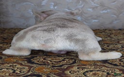 French Bulldog dogs for sale: Dong - Image 5