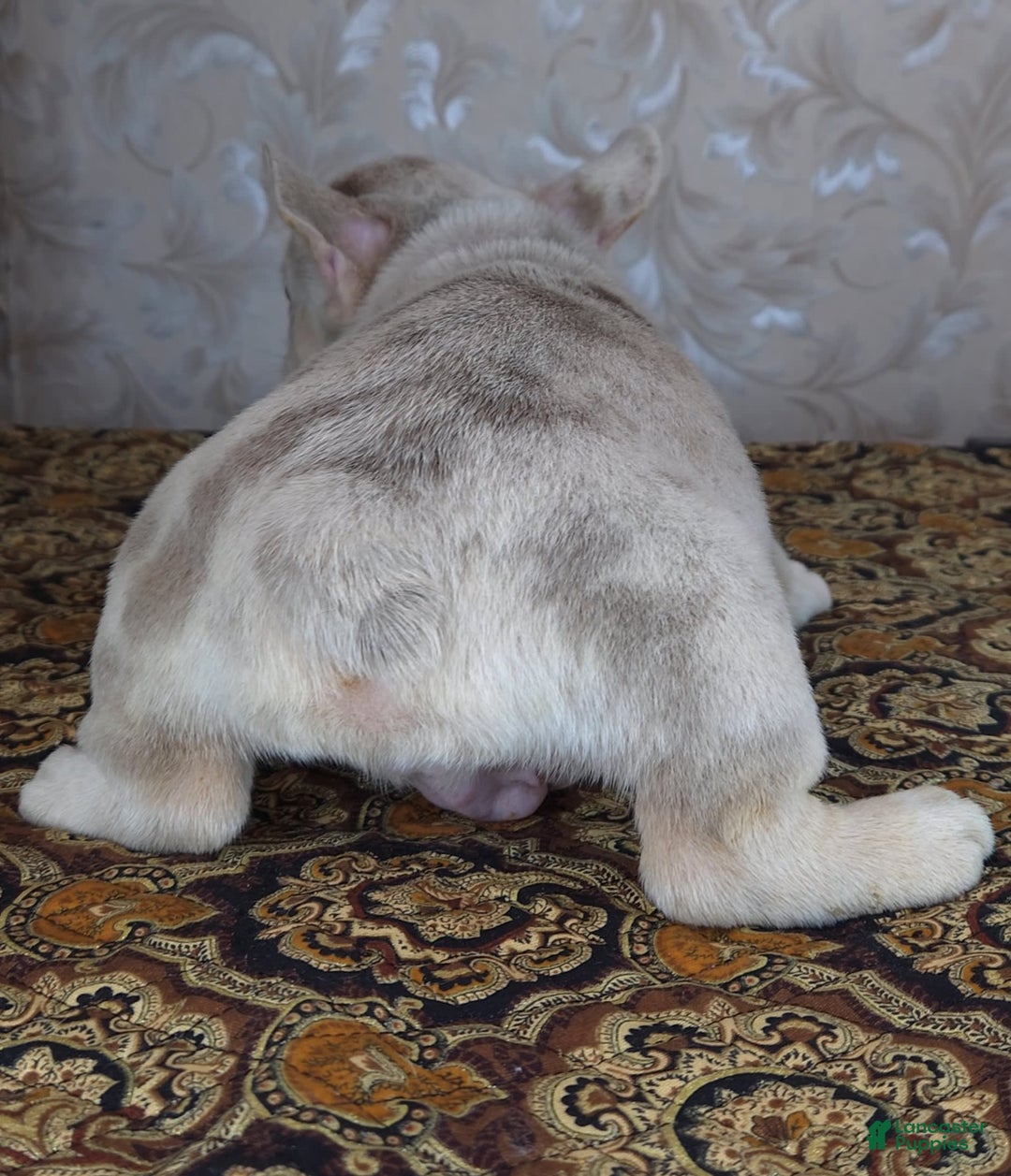 French Bulldog dogs for sale: Dong - Image 5