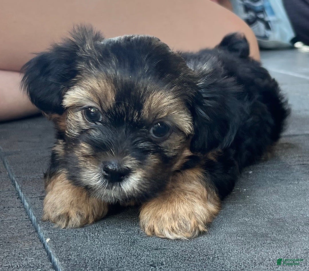 Shorkie dogs for sale: Jax - Image 1