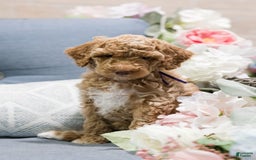 Standard Poodle dogs for sale: Cupcake - Image 5