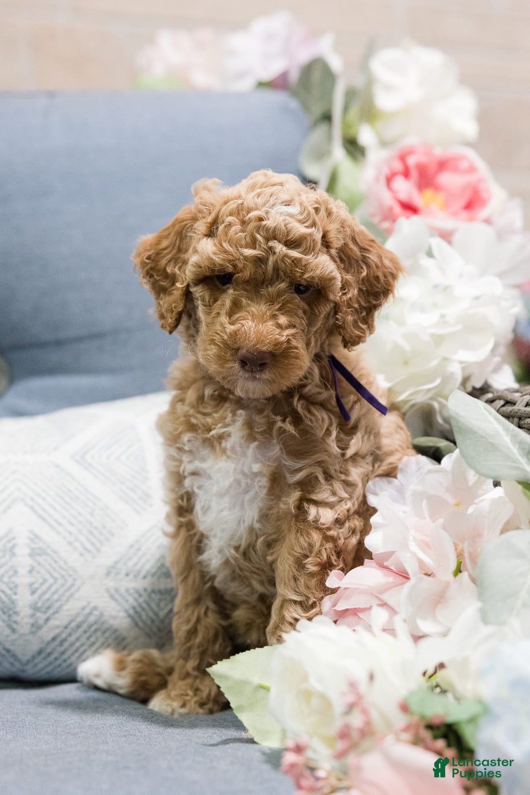 Standard Poodle dogs for sale: Cupcake - Image 5