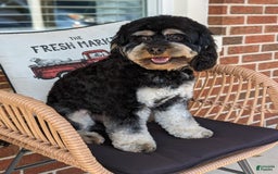 Cockapoo dogs for stud: Sir Kipling - Image 1