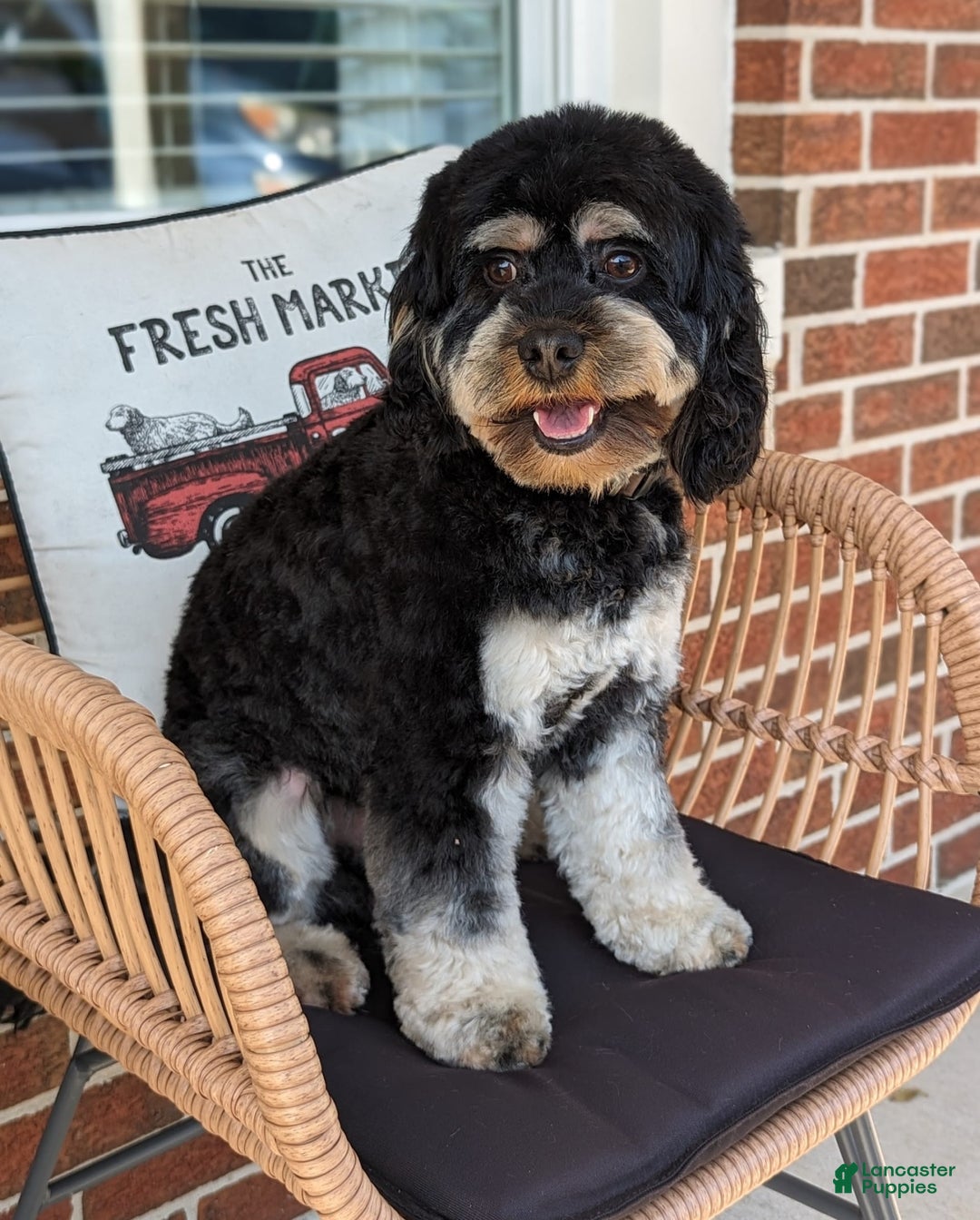 Cockapoo dogs for stud: Sir Kipling - Image 1