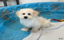 Coton De Tulear dogs for sale: Merlin - Image 3