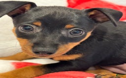 Miniature Pinscher dogs for sale: Willow - Image 1