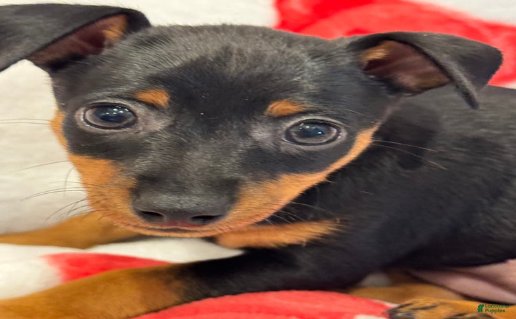 Miniature Pinscher dogs for sale - Ad 2