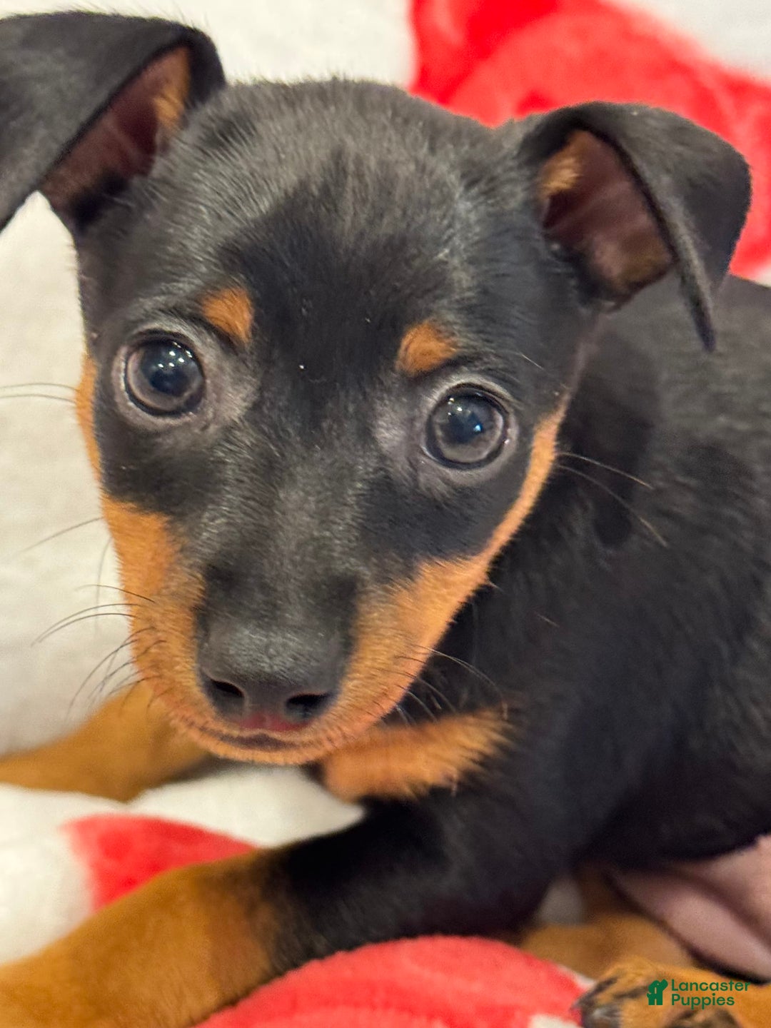 Miniature Pinscher dogs for sale: Willow - Image 1