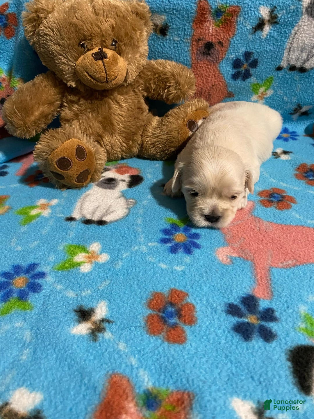 Cavapoo dogs for sale: Male 1 Cream Blonde - Image 2
