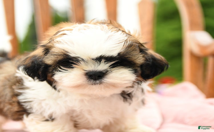 Shih Tzu dogs for sale - Ad 5