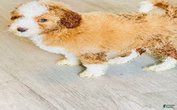 Aussiedoodle dogs for sale: Biscuit - Image 3