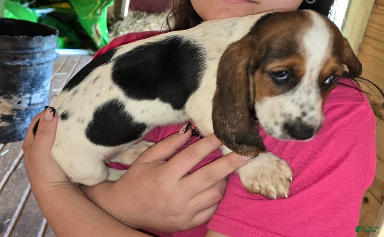 Basset Hound dogs for sale - Ad 1