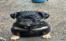 French Bulldog dogs for sale: Bugsy - Image 6
