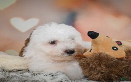Bichon Frise dogs for sale: Kendrick - Image 4