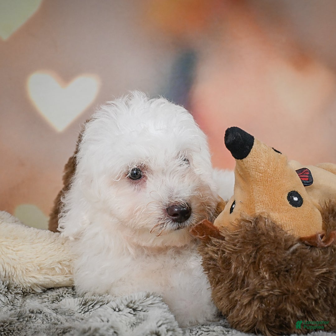 Bichon Frise dogs for sale: Kendrick - Image 4