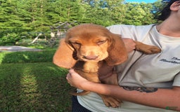 Bloodhound dogs for sale: Orange - Image 7