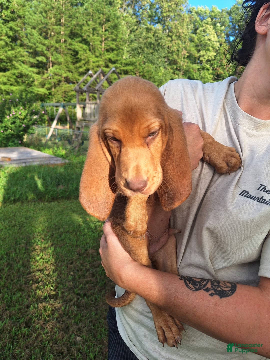 Bloodhound dogs for sale: Orange - Image 7