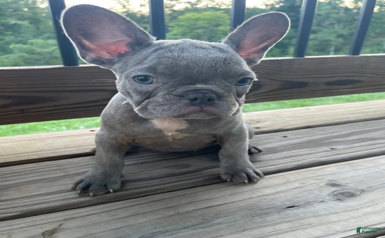 French Bulldog dogs for sale - Ad 3