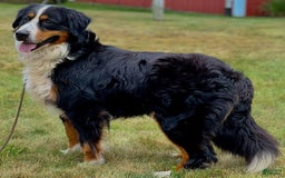 Bernese Mountain Dog dogs for sale: Suse - Image 3