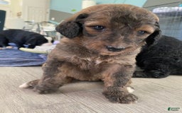 Bernedoodle dogs for sale: Baby Caramelo - Image 1