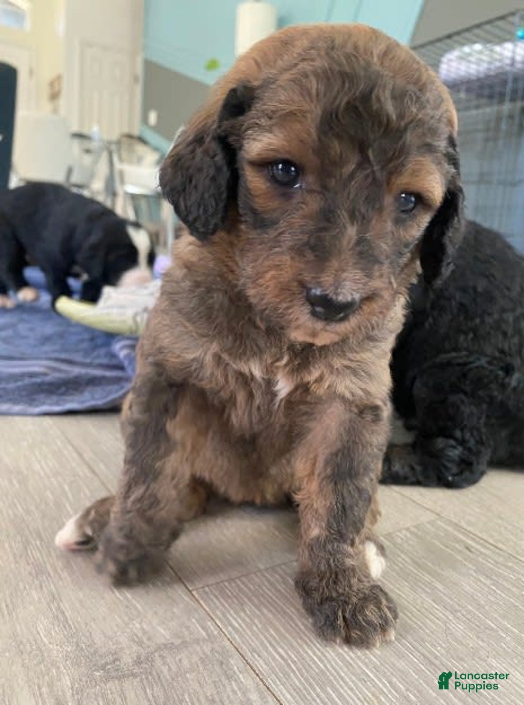 Bernedoodle dogs for sale: Baby Caramelo - Image 1