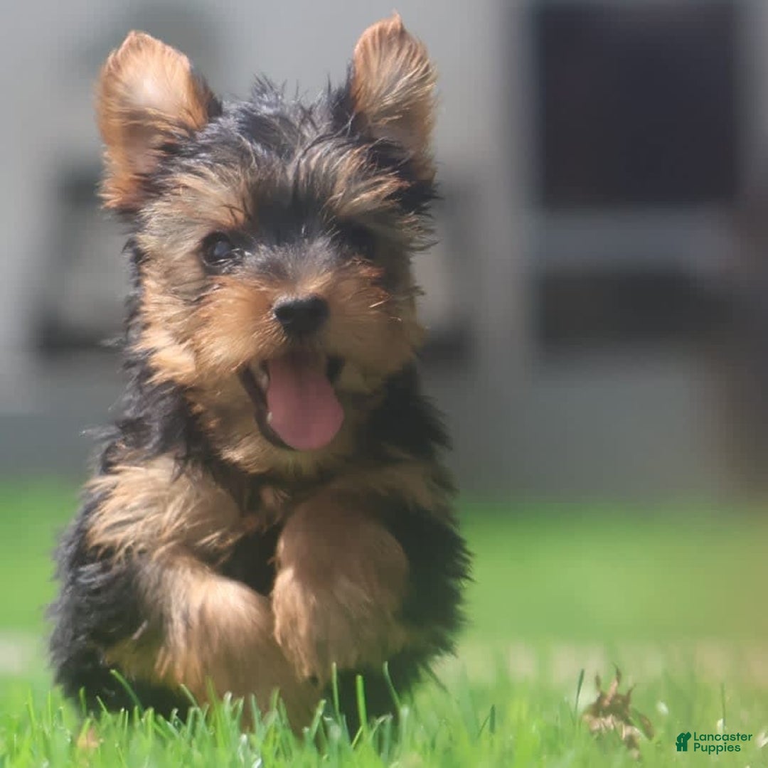 Yorkshire Terrier dogs for sale: Sweetie - Image 5