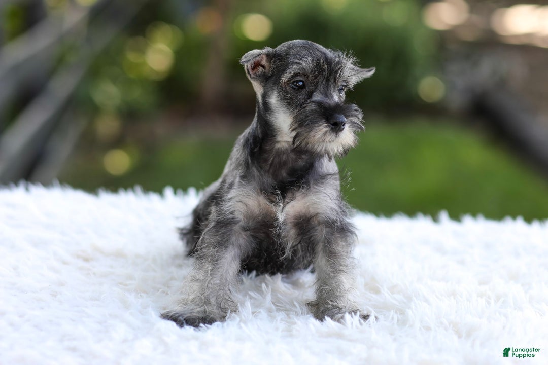 Miniature Schnauzer dogs for sale: Angel - Image 9