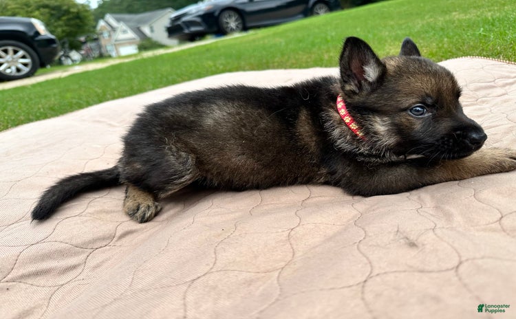 German Shepherd dogs for sale - Ad 4