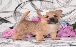 Cairn Terrier dogs for sale: Prilly - Image 2
