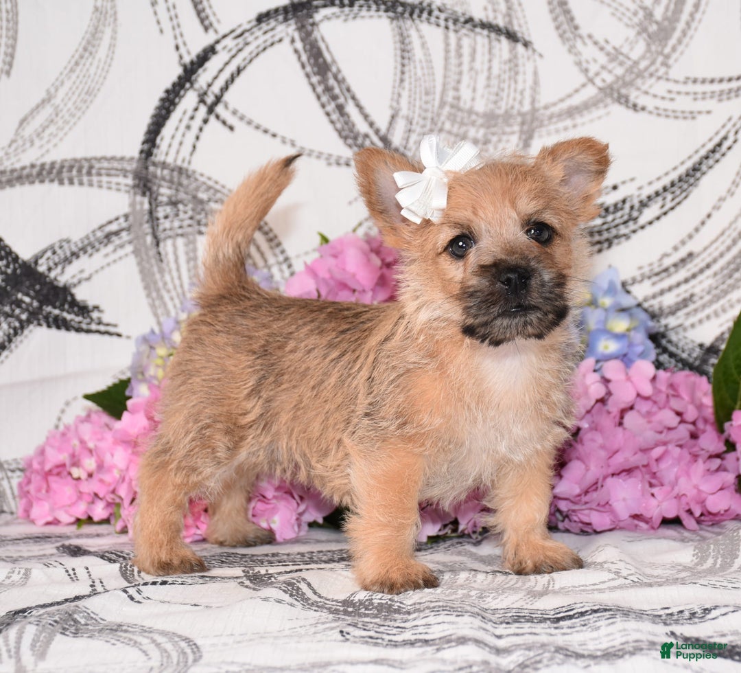Cairn Terrier dogs for sale: Prilly - Image 2