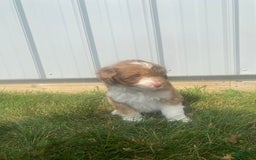 Mini Aussiedoodle dogs for sale: Bandit - Image 12
