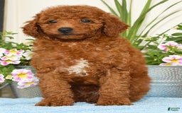 Miniature Poodle dogs for sale: Roscoe - Image 3
