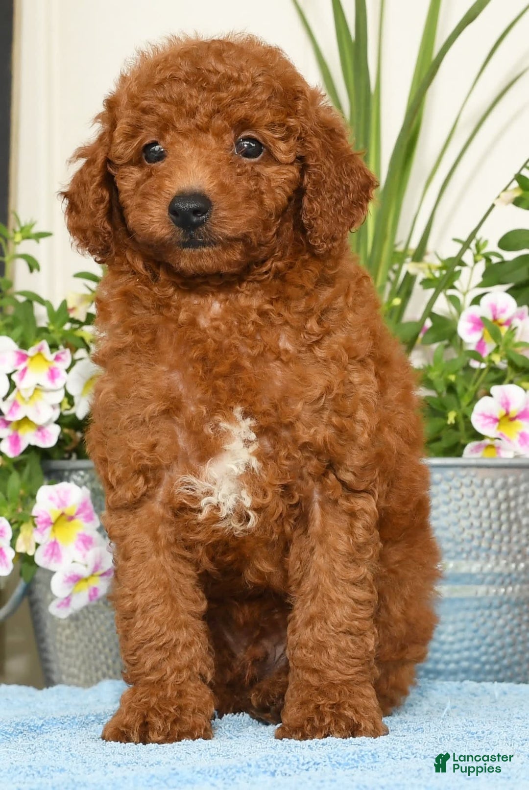 Miniature Poodle dogs for sale: Roscoe - Image 3