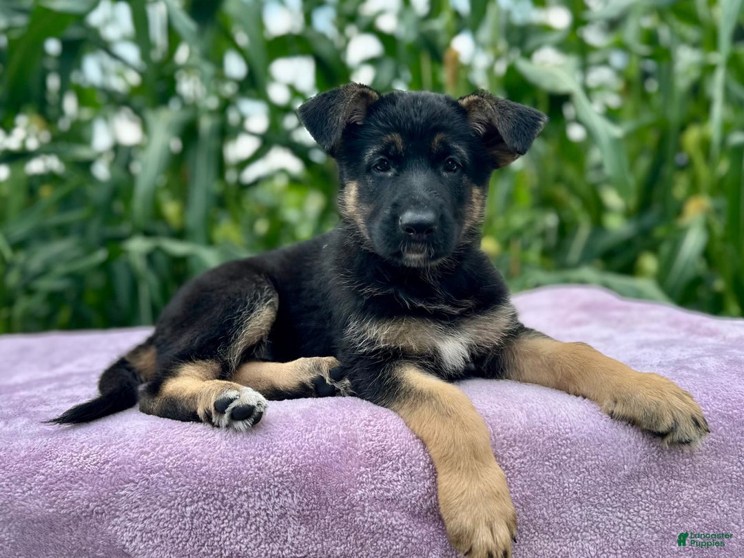German Shepherd dogs for sale: Nova - Image 5