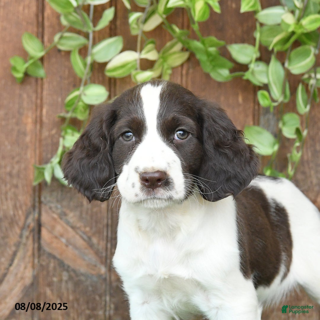 English Springer Spaniel dogs for sale: Oliver - Image 3