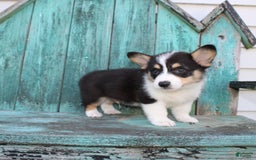Welsh Corgi Pembroke dogs for sale: Lucky - Image 15