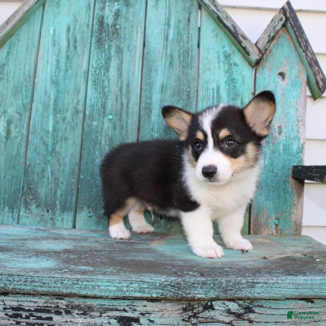 Welsh Corgi Pembroke dogs for sale: Lucky - Image 15