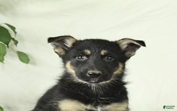 Gerberian Shepsky dogs for sale: Monty - Image 3
