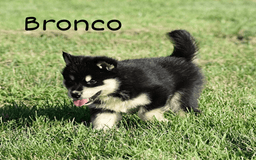 Alaskan Malamute dogs for sale: Bronco - Image 2