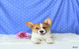 Welsh Corgi Pembroke dogs for sale: Patsy - Image 12