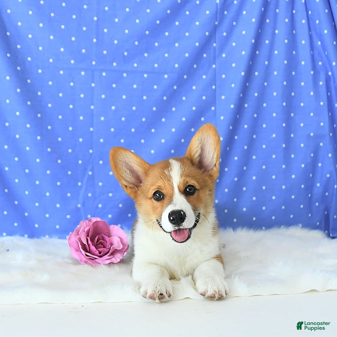 Welsh Corgi Pembroke dogs for sale: Patsy - Image 12