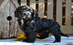 Cavapoo dogs for sale: Ruthie - Image 4