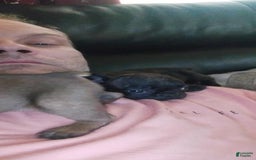 French Bulldog dogs for sale: Jj - Image 1