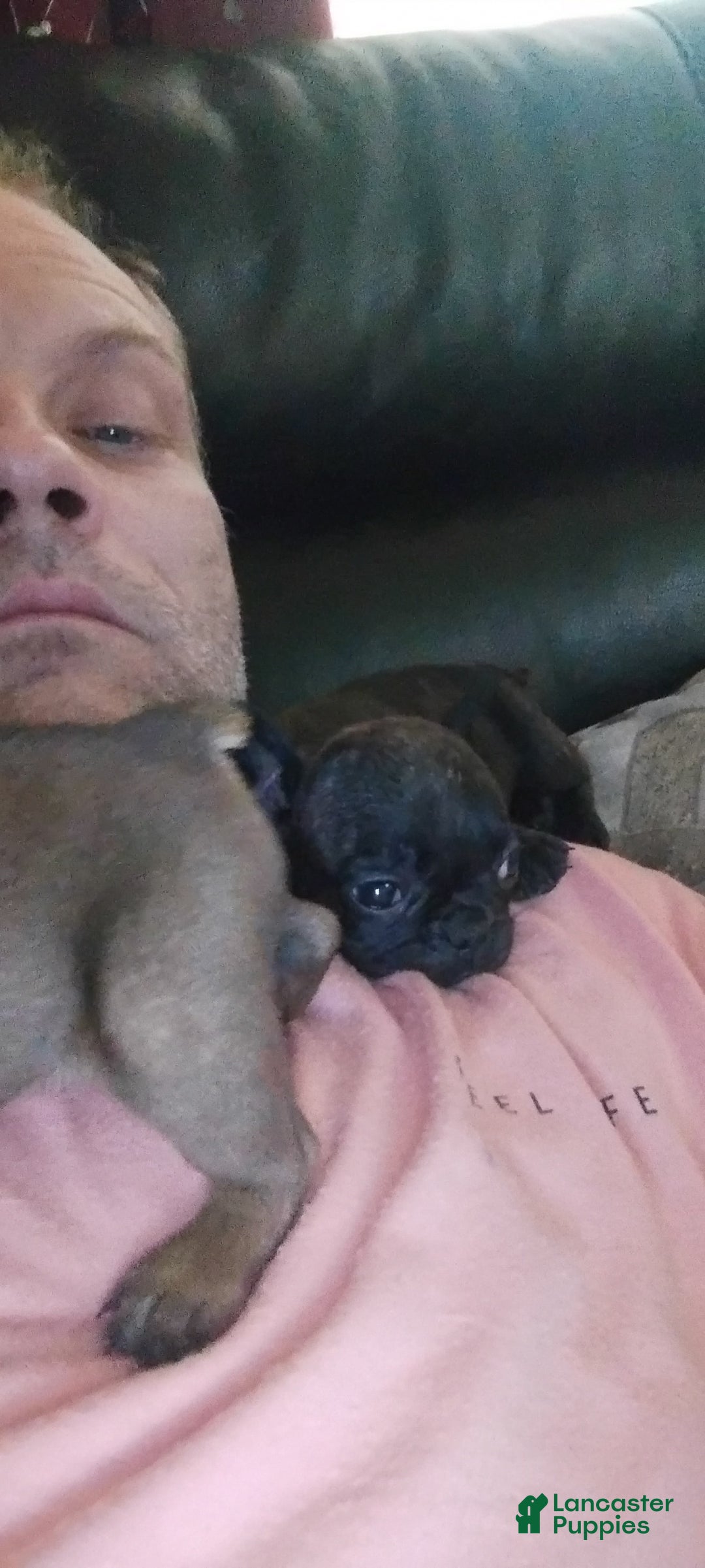 French Bulldog dogs for sale: Jj - Image 1