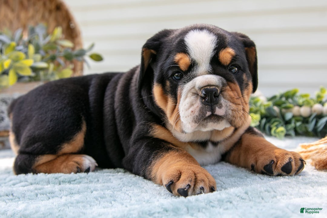 English Bulldog dogs for sale: Eva - Image 2
