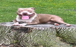 American Bully dogs for sale: Clavi - Image 6