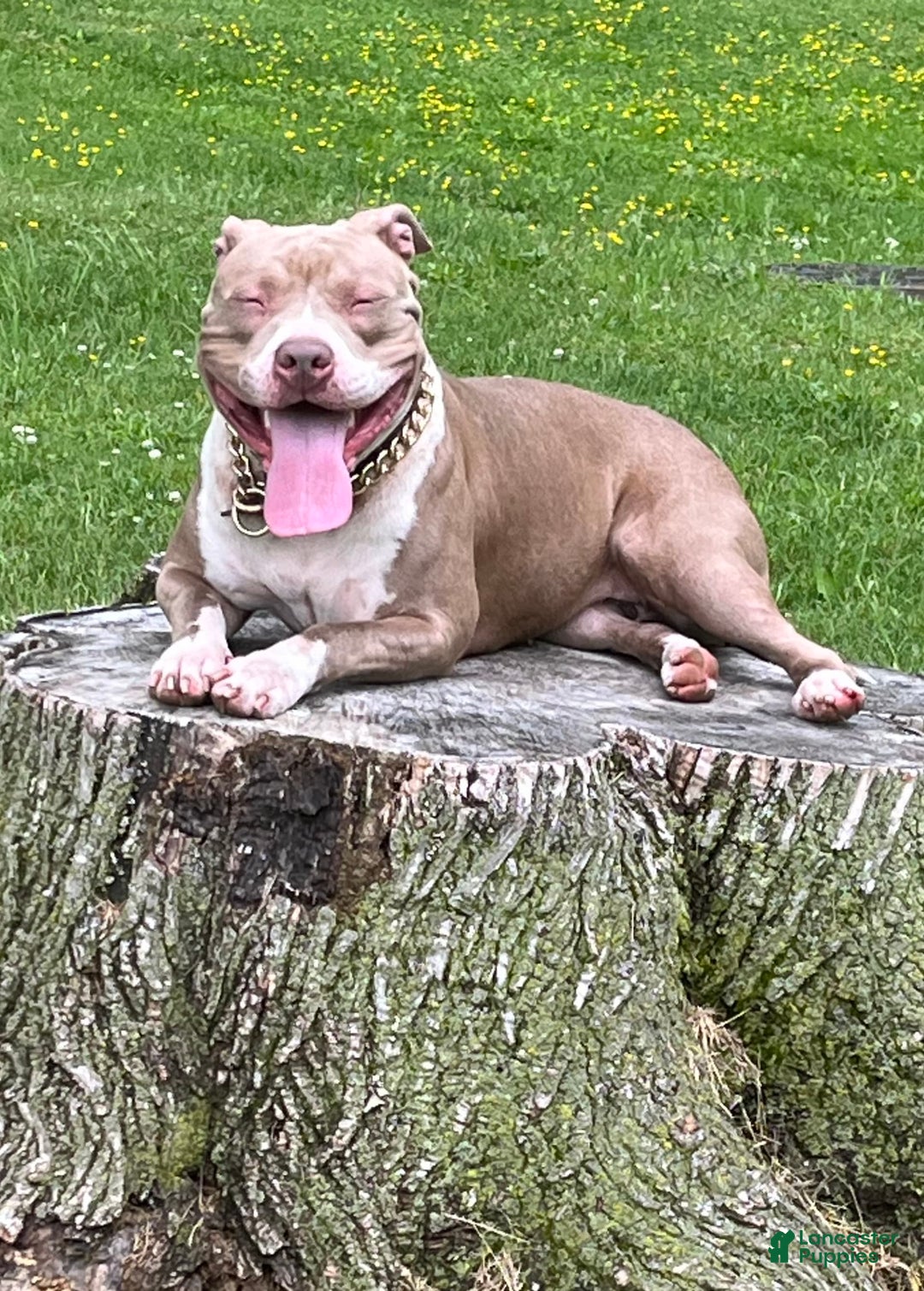 American Bully dogs for sale: Clavi - Image 6