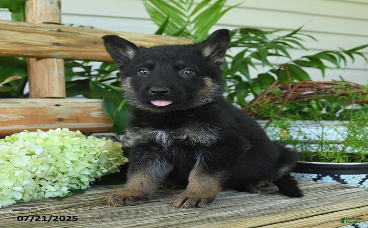 German Shepherd dogs for sale - Ad 1