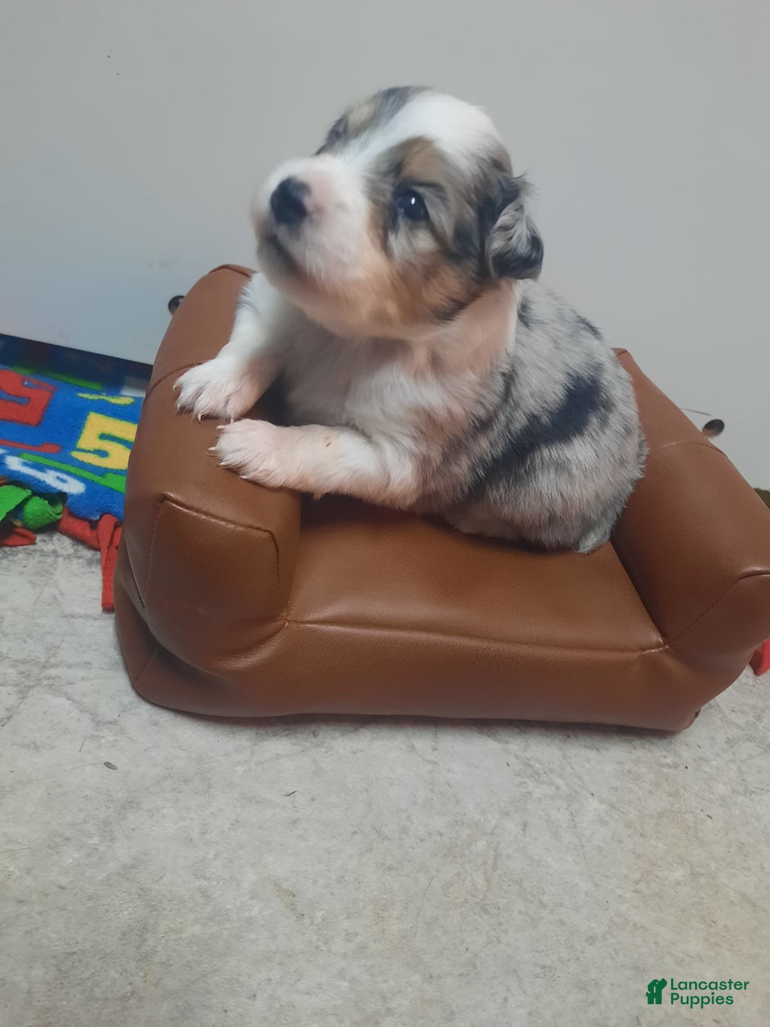 Miniature Australian Shepherd dogs for sale: Puff - Image 4