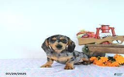 Miniature Dachshund dogs for sale: Tommy - Image 17